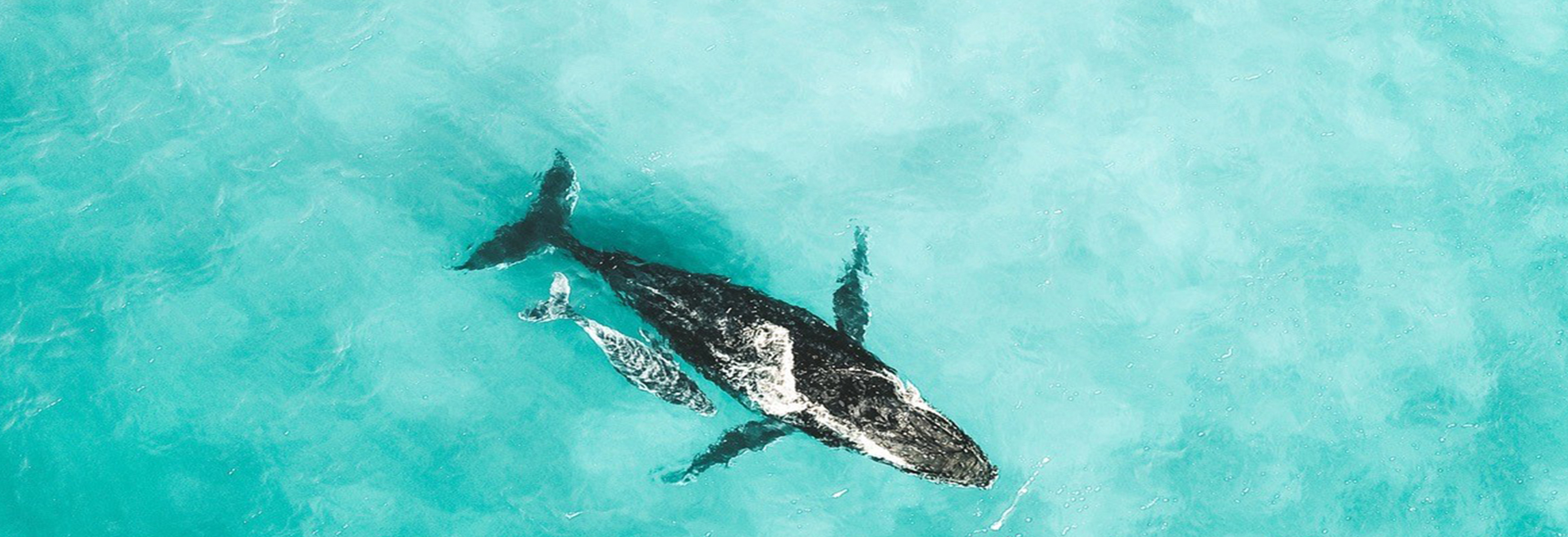 Byron Bay hinterland